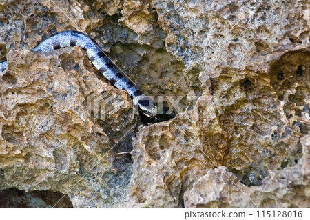 Poisonous sea snake krait on the stones near the sea 115128016