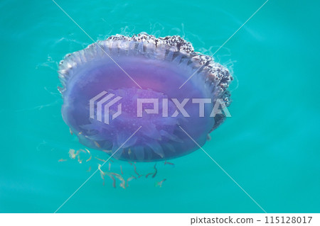 jellyfish cephea cephea at the surface of the water of the Pacific Ocean 115128017
