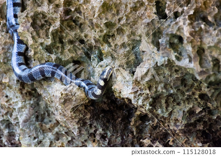 Poisonous sea snake krait on the stones near the sea 115128018