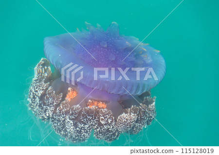 jellyfish cephea cephea at the surface of the water of the Pacific Ocean 115128019