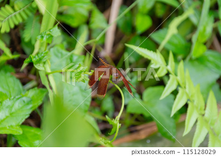 large dragonfly on a tree branch close-up 115128029