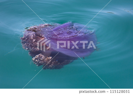jellyfish cephea cephea at the surface of the water of the Pacific Ocean 115128031