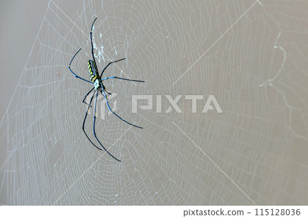 Giant Golden Orb Weaver Big spider sits on a web 115128036