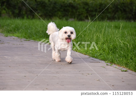 Joyful Maltese dog runs along the path in the park against the background of green grass 115128053