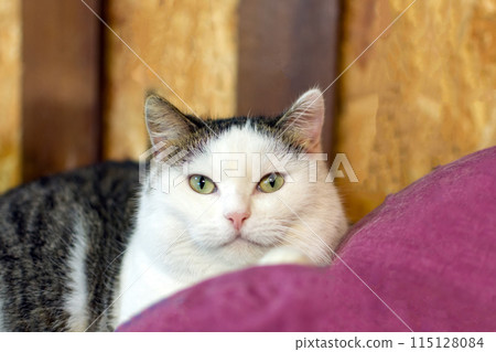 portrait of a well-fed cat lying on a lounger portrait of a well-fed cat lying on a lounger 115128084