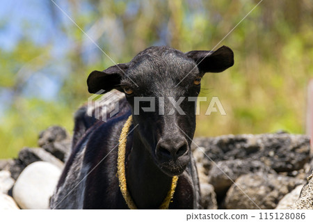 Portrait of a goat against the blue sky Portrait of a goat against the blue sky 115128086
