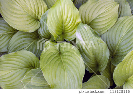 large green hosta leaves. green natural background. view from above. 115128116