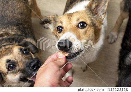 dehydrated carrots for dietary nutrition of dogs. dog gets a treat 115128118