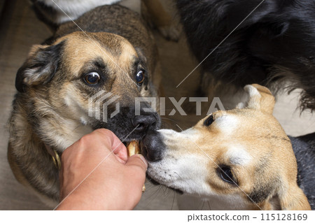 the dogs receives a dehydrated dog treat as a treat the dogs receives a dehydrated dog treat as a treat 115128169