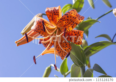 daylily flower large against the blue sky daylily flower large against the blue sky 115128170