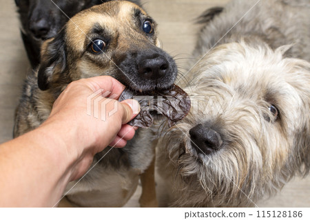 the dog receives a dehydrated dog treat as a treat 115128186