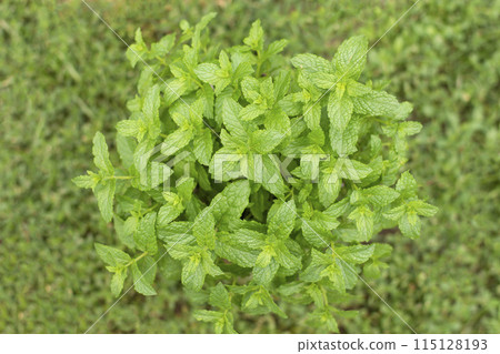 green peppermint leaves close up for background 115128193