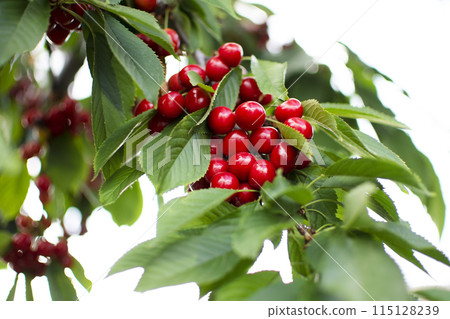 ripe red cherries on a branch against the white background ripe red cherries on a branch against the white background 115128239
