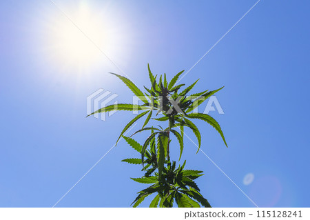 cannabis plant against the background of the sun and sky 115128241
