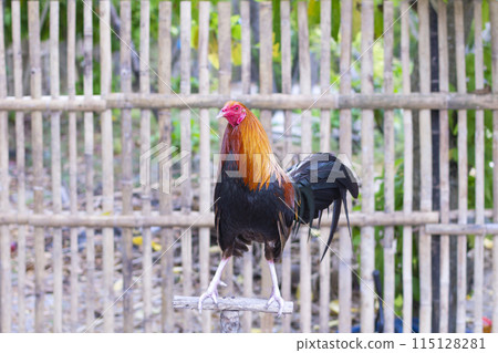 Portrait of a beautiful rooster on the background of a wooden fence Portrait of a beautiful rooster on the background of a wooden fence 115128281