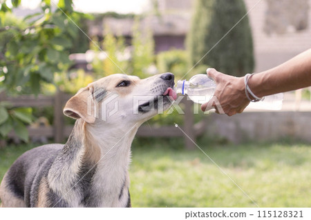 dog drinks water from a bottle while walking in the heat dog drinks water from a bottle while walking in the heat 115128321
