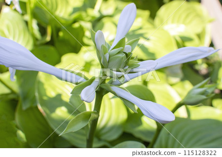 blooming white hosta flowers close-up against the background of green vegetation blooming white hosta flowers close-up against the background of green vegetation 115128322