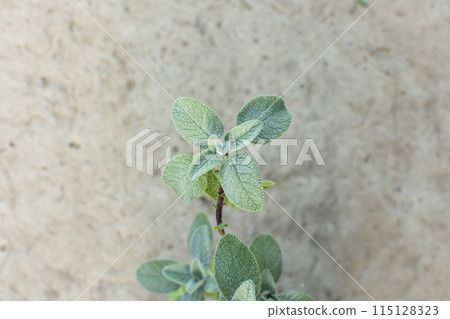 salvia leaves in inflorescence close up on a gray background 115128323