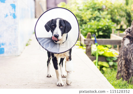 dog in a veterinary collar while treating an injured paw 115128352