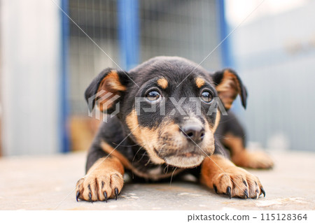 close up portrait of a small purebred puppy 115128364