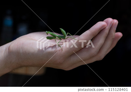Green Praying Mantis in the palm of a person close-up Green Praying Mantis in the palm of a person close-up 115128401