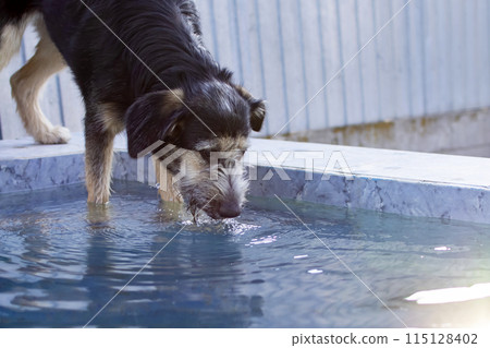 dog drinks water from the pool in hot weather dog drinks water from the pool in hot weather 115128402
