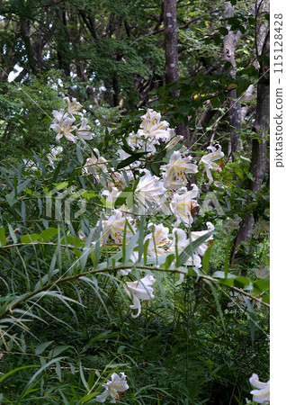 White lily flower White lily flower 115128428