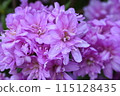 粉紅色的杜鵑花 115128435