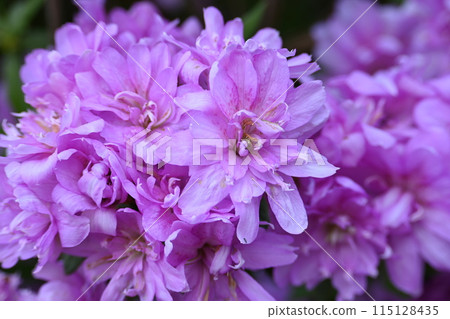 Pink azalea Pink azalea 115128435