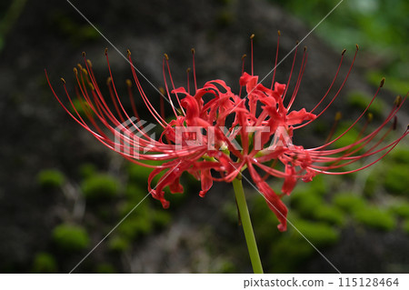 red spider lily 115128464