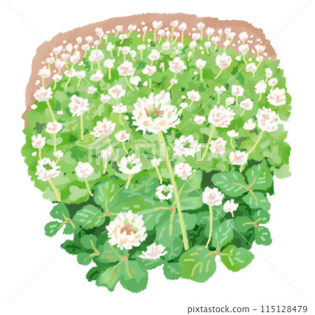 田間小路盛開著許多白三葉草 115128479