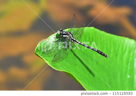Tabesanae predator 115128583
