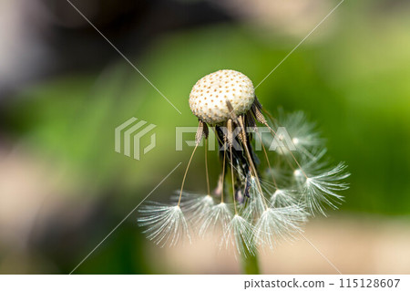愛情與青春的出發~五月的蒲公英~ 愛情與青春的出發~五月的蒲公英~ 115128607