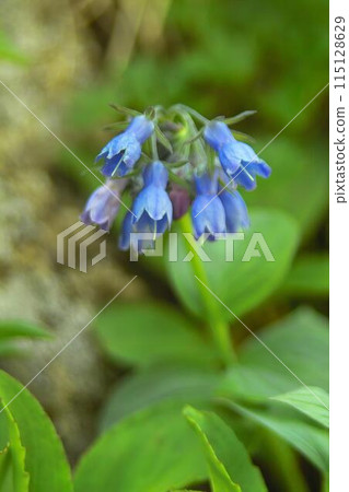 Esoloris Esoloris 115128629