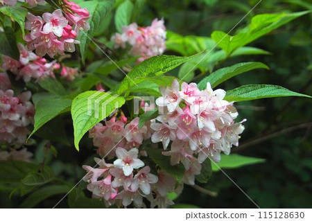 Weigela 115128630