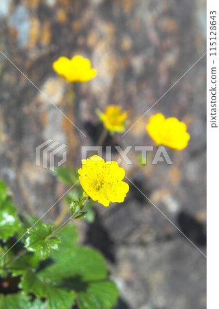 Miyama radish saw Miyama radish saw 115128643