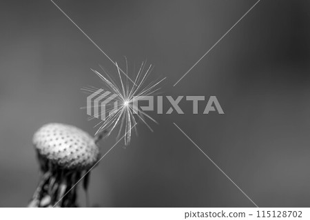 Love and Youth's Journey -Dandelion in May- 115128702