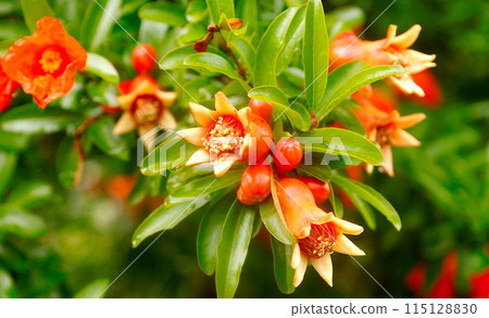 Early summer scenery: close-up of pomegranate flower 115128830