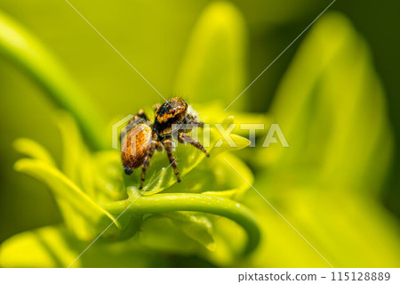 Jumping spider on a spring leaf ~Spring scenery~ 115128889