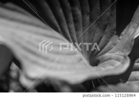 荻星葉~黑白世界~ 荻星葉~黑白世界~ 115128964