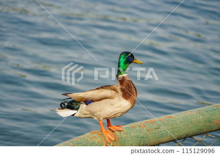 Back Sea Duck Back Sea Duck 115129096