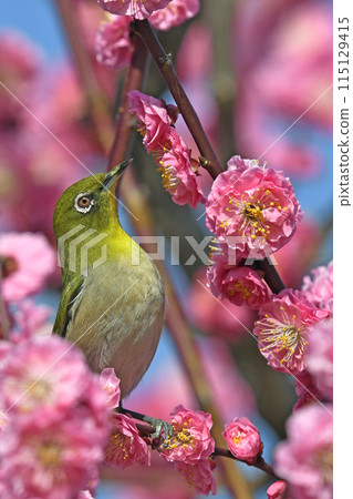 White-eye in the red plum blossoms in full bloom (dynamic image) (spring image) 115129415