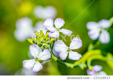 Spring Light ~Radish Flowers~ 115129517