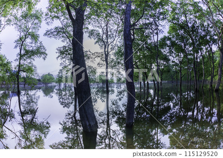 Fresh green Shirakawa lake submerged forest Fresh green Shirakawa lake submerged forest 115129520