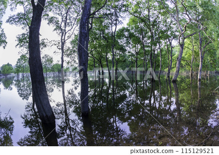 Fresh green Shirakawa lake submerged forest 115129521