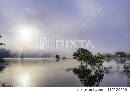 鮮綠的白川湖淹沒森林 鮮綠的白川湖淹沒森林 115129539