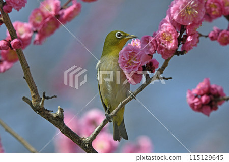 Japanese white-eye with red plum blossoms in full bloom (spring image) Japanese white-eye with red plum blossoms in full bloom (spring image) 115129645