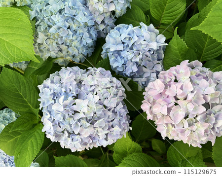 Hydrangea after the rain Hydrangea after the rain 115129675