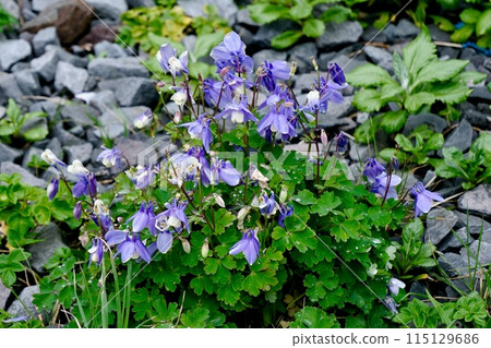 [Hokkaido] Wild-growing Miyama Aquilegia 115129686