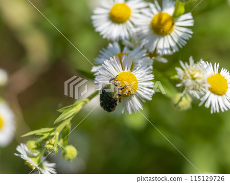 Fleabane and flower chafers blooming on the banks of the Yamato River 115129726